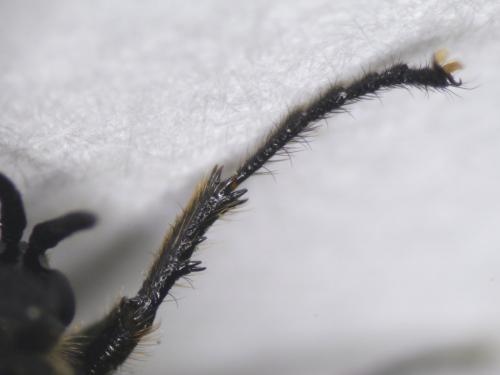 Dilophus febrilis